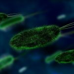 細菌 抗生物質の光と影